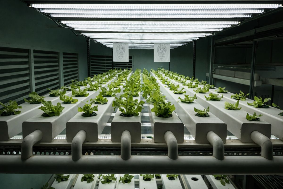 What is Automated Hydroponic Farming System and How it Works?