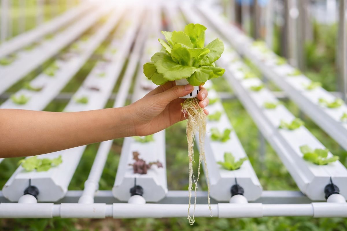 Environmental Benefits of Hydroponic Farming
