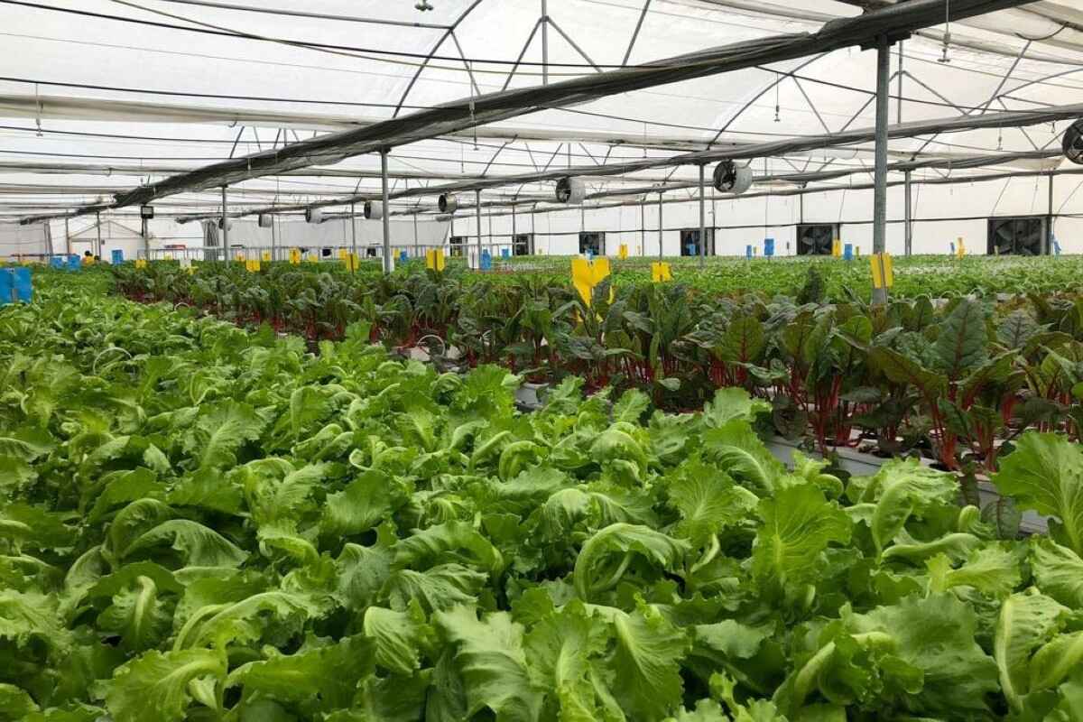 Mastering Sustainability: A Step by Step Guide to Hydroponic Farm Setup