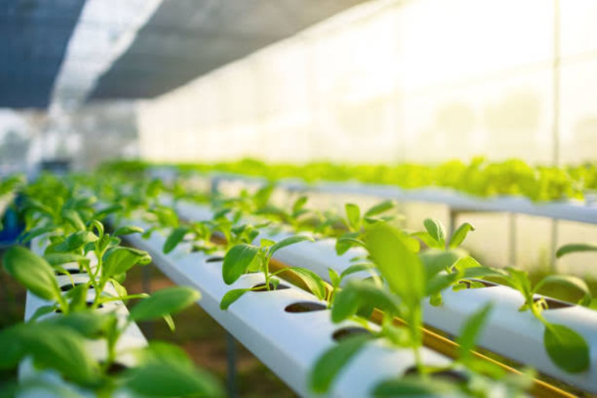 Hydroponics Investment in Hyderabad: A Beginner's Guide