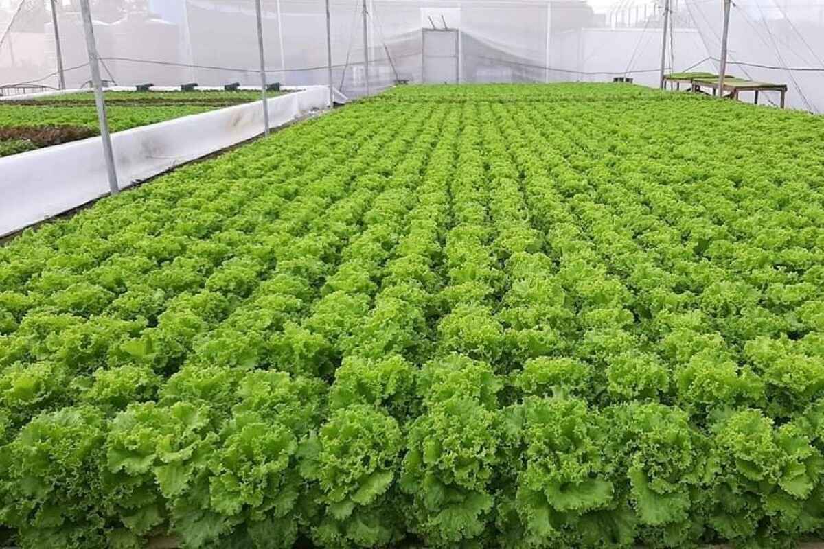 Enhancing Crop Quality and Quantity: Progressive Hydroponic Agriculture Workshops in Hyderabad